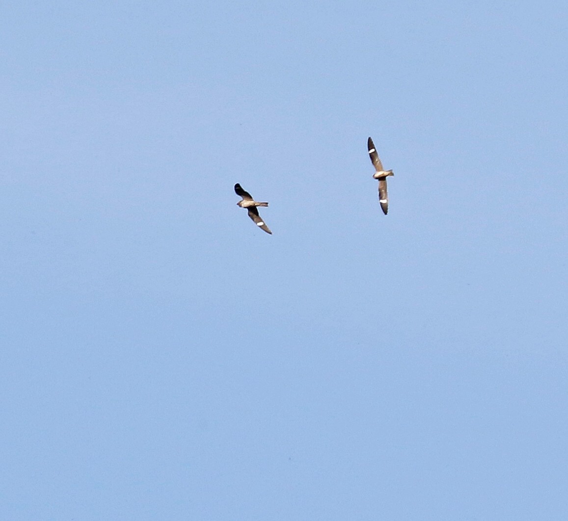 Common Nighthawk - ML641822813