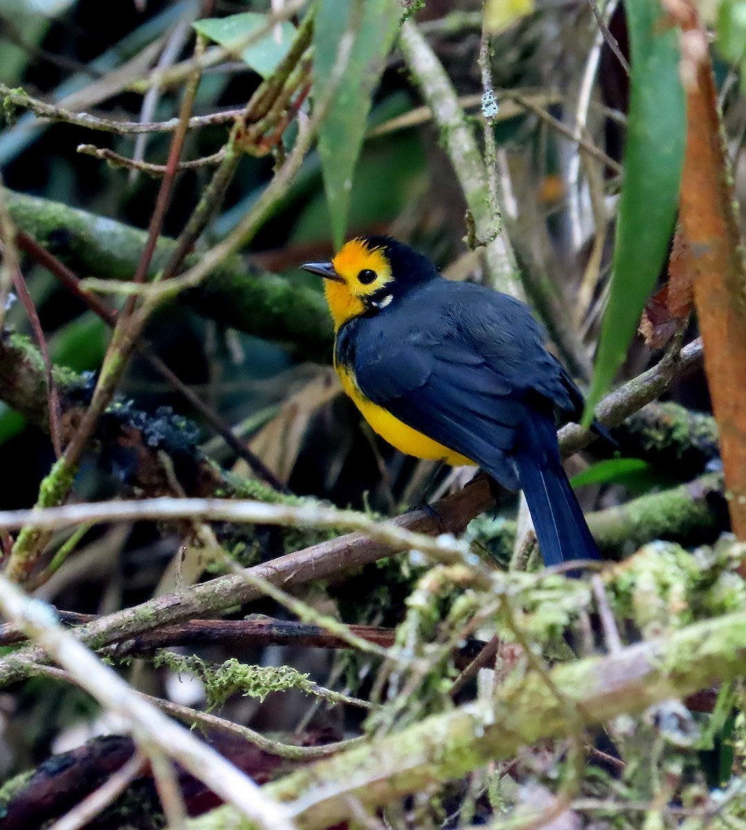 Paruline dorée - ML641822844