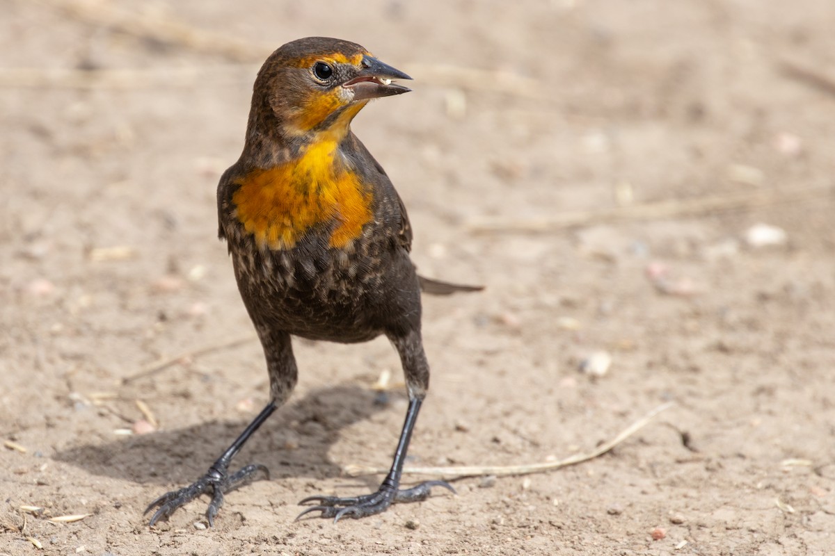 Yellow-headed Blackbird - ML641822881