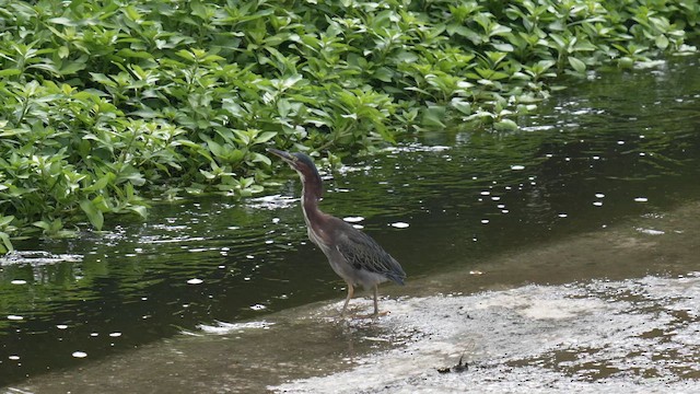 Green Heron - ML641822907