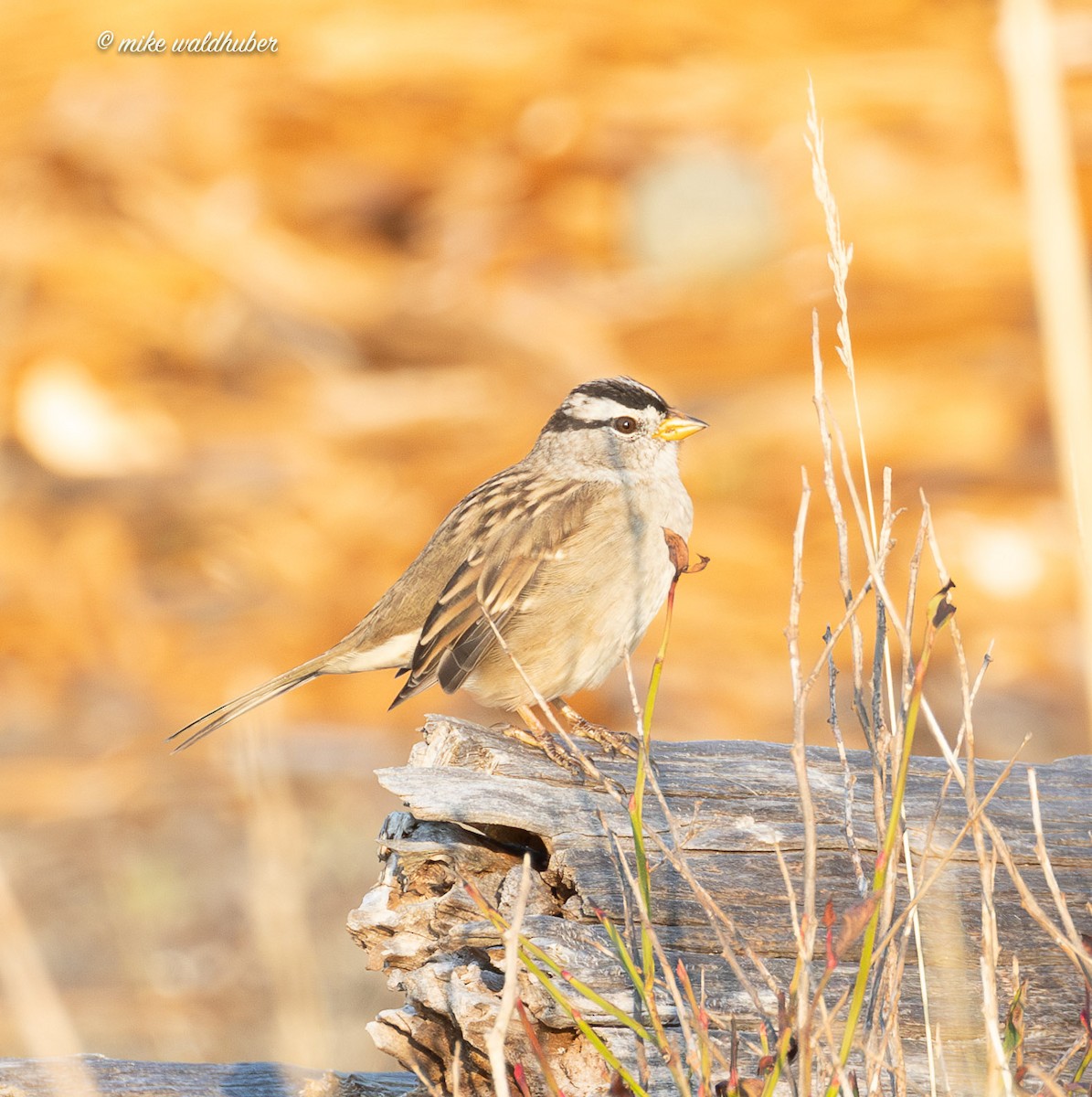 White-crowned Sparrow - ML641822943