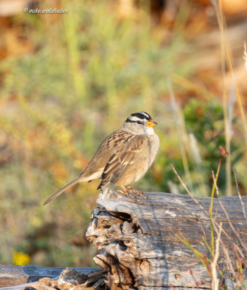White-crowned Sparrow - ML641822944