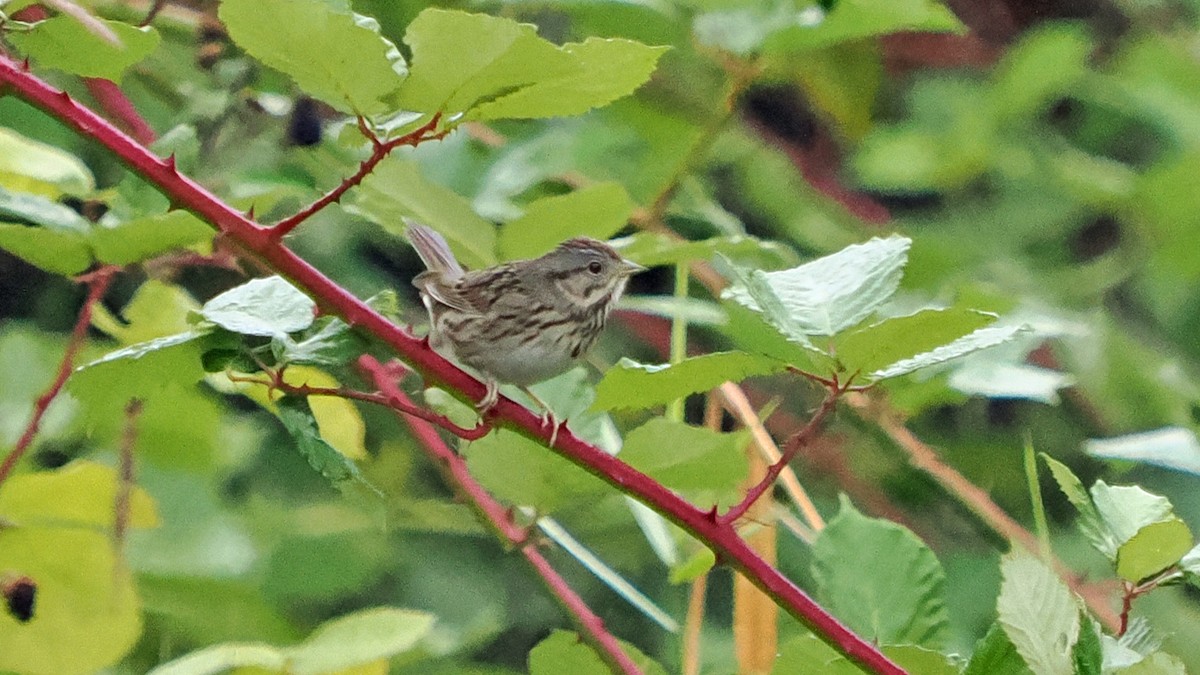 Lincoln's Sparrow - ML641822969
