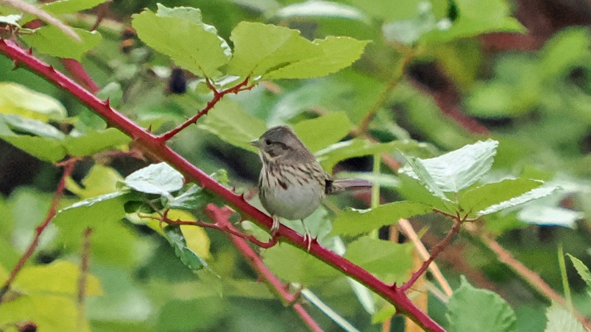 Lincoln's Sparrow - ML641822970