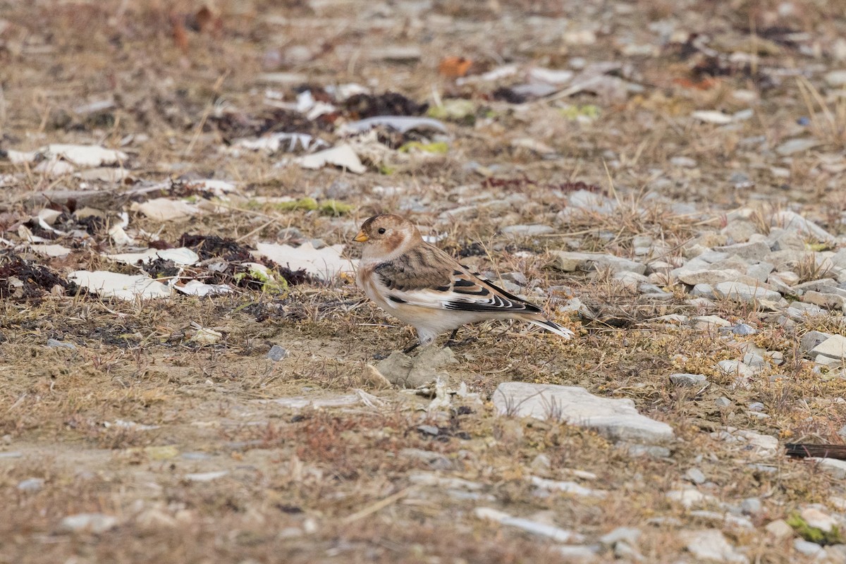 Snow Bunting - ML641822974