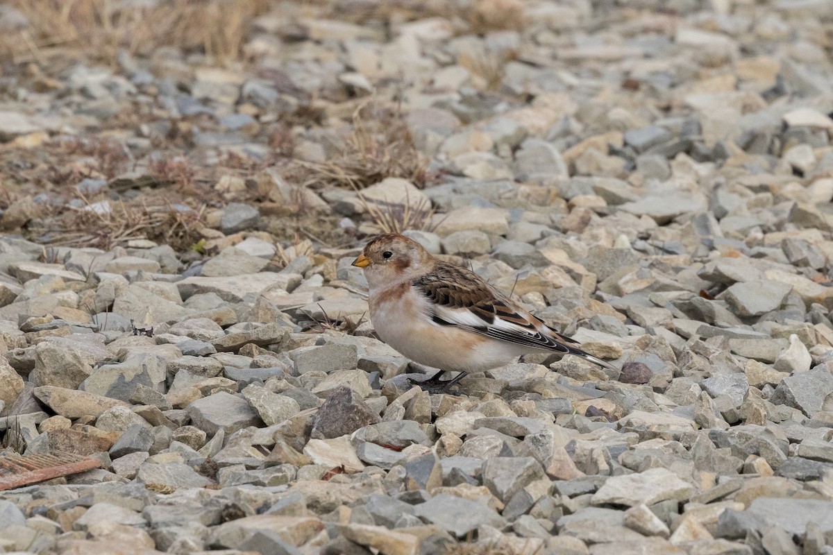 Snow Bunting - ML641822990
