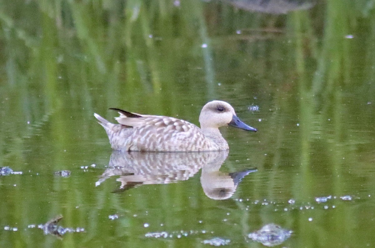 Marbled Duck - ML641822992