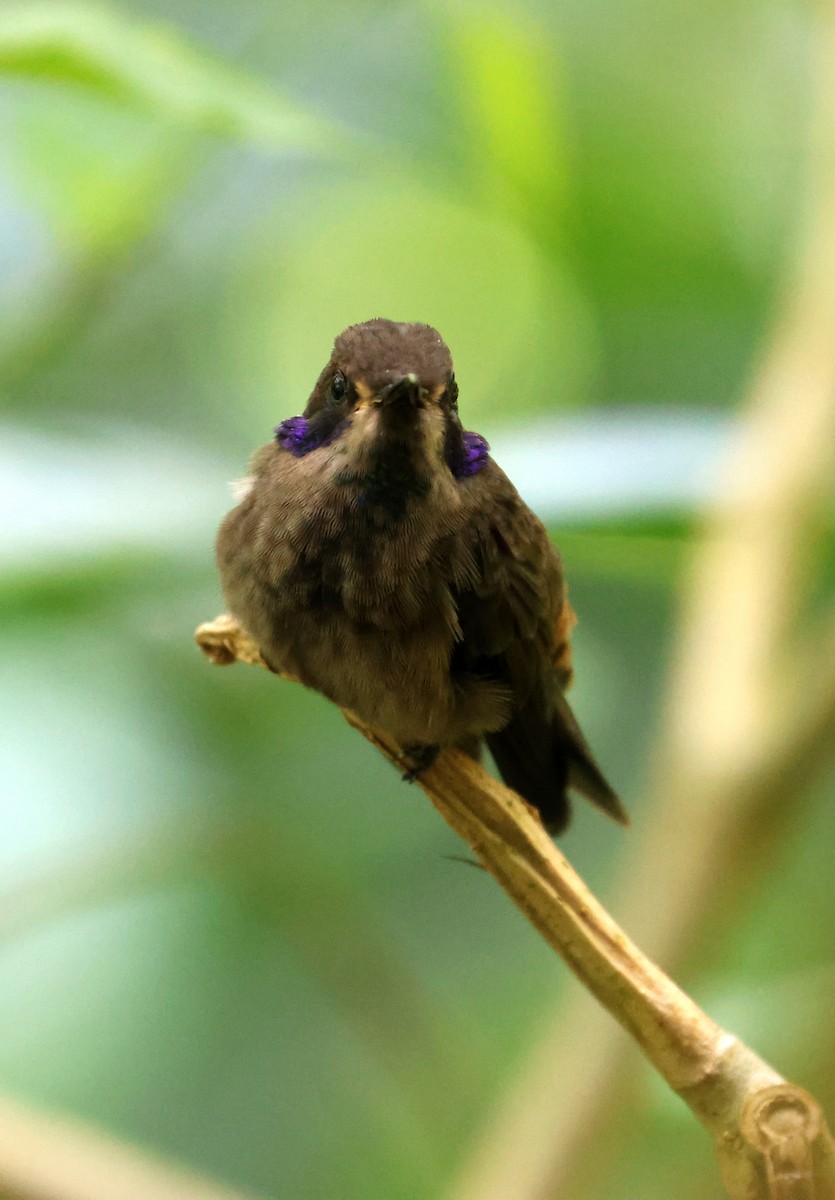 Brown Violetear - ML641823012