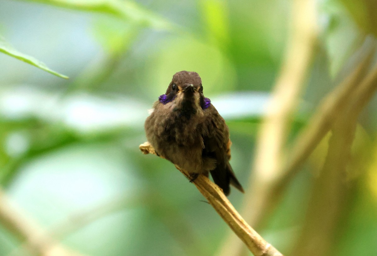 Brown Violetear - ML641823015