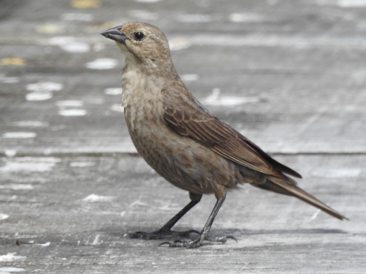 Brown-headed Cowbird - ML641823072