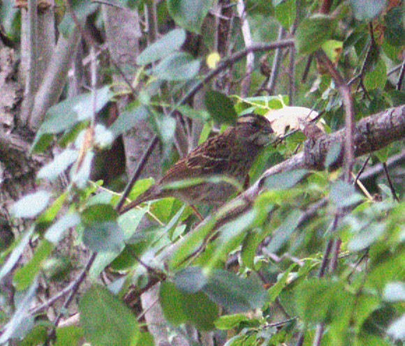 Lincoln's Sparrow - ML641823077