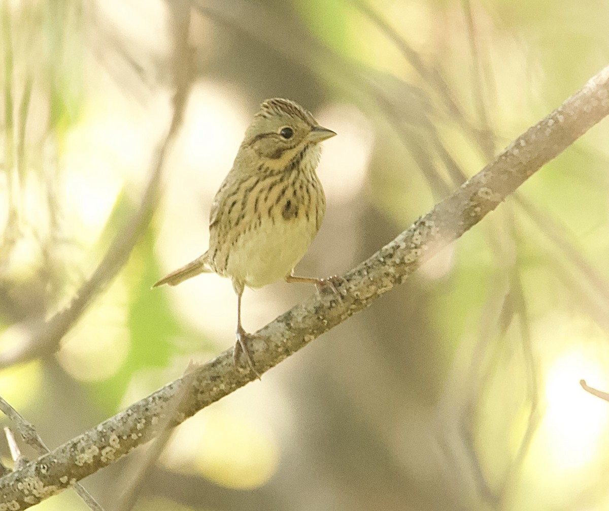 Lincoln's Sparrow - ML641823127