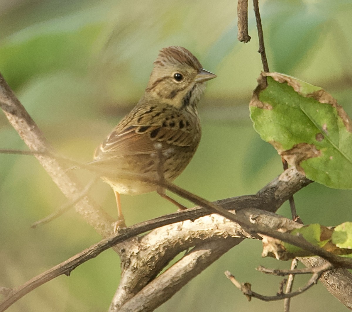 Lincoln's Sparrow - ML641823128