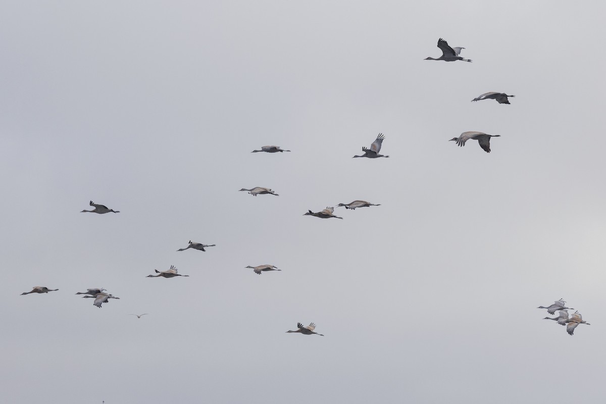 Sandhill Crane - ML641823208