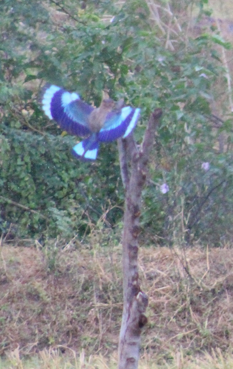 インドブッポウソウ - ML641823227