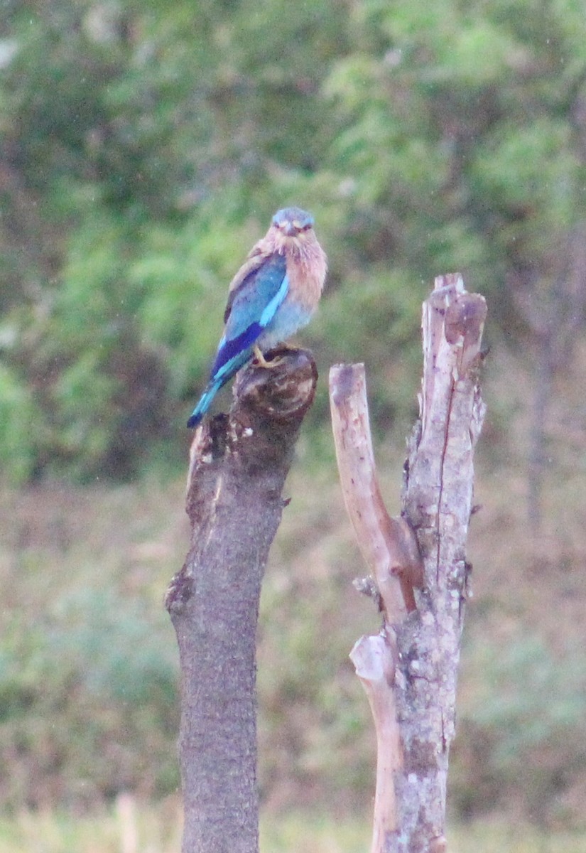インドブッポウソウ - ML641823229