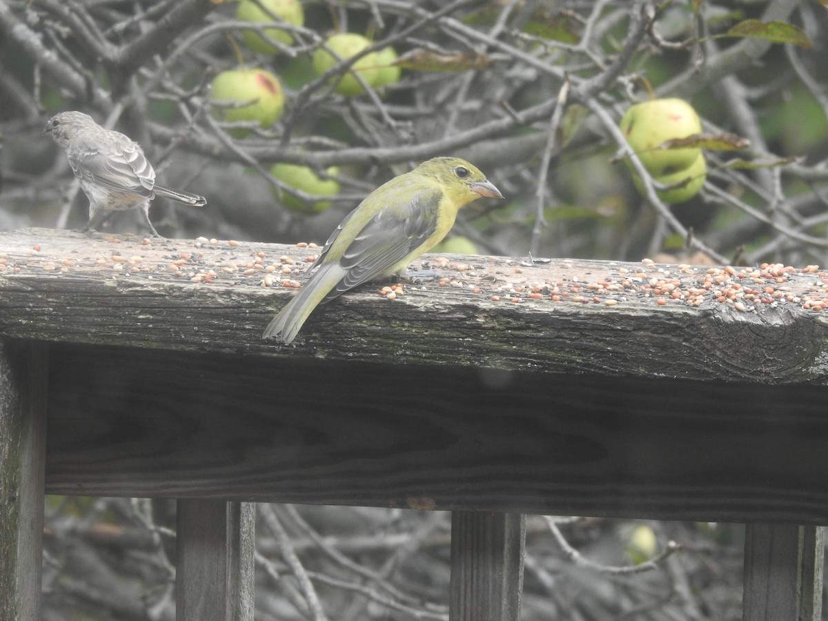 Scarlet Tanager - ML641823232