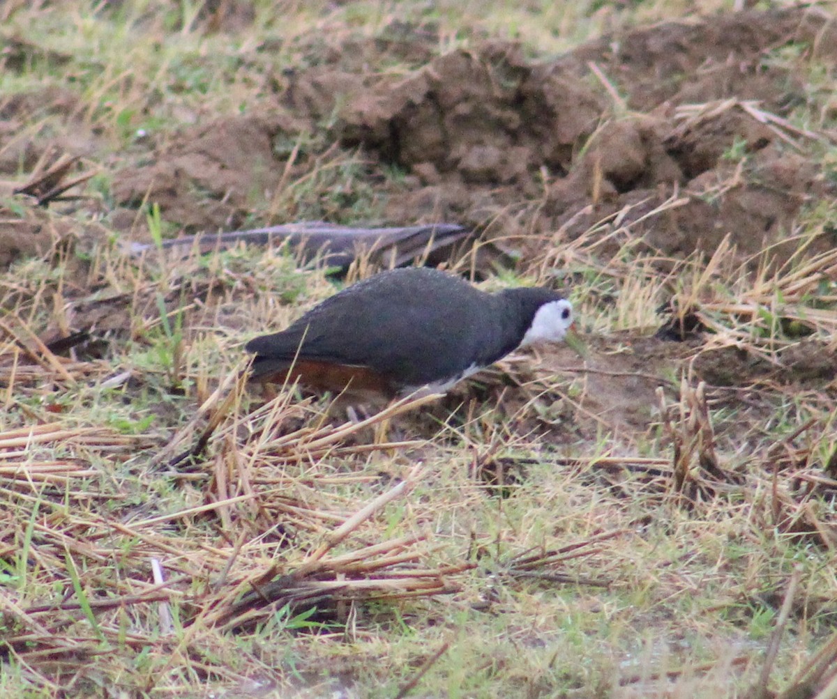 White-breasted Waterhen - ML641823238