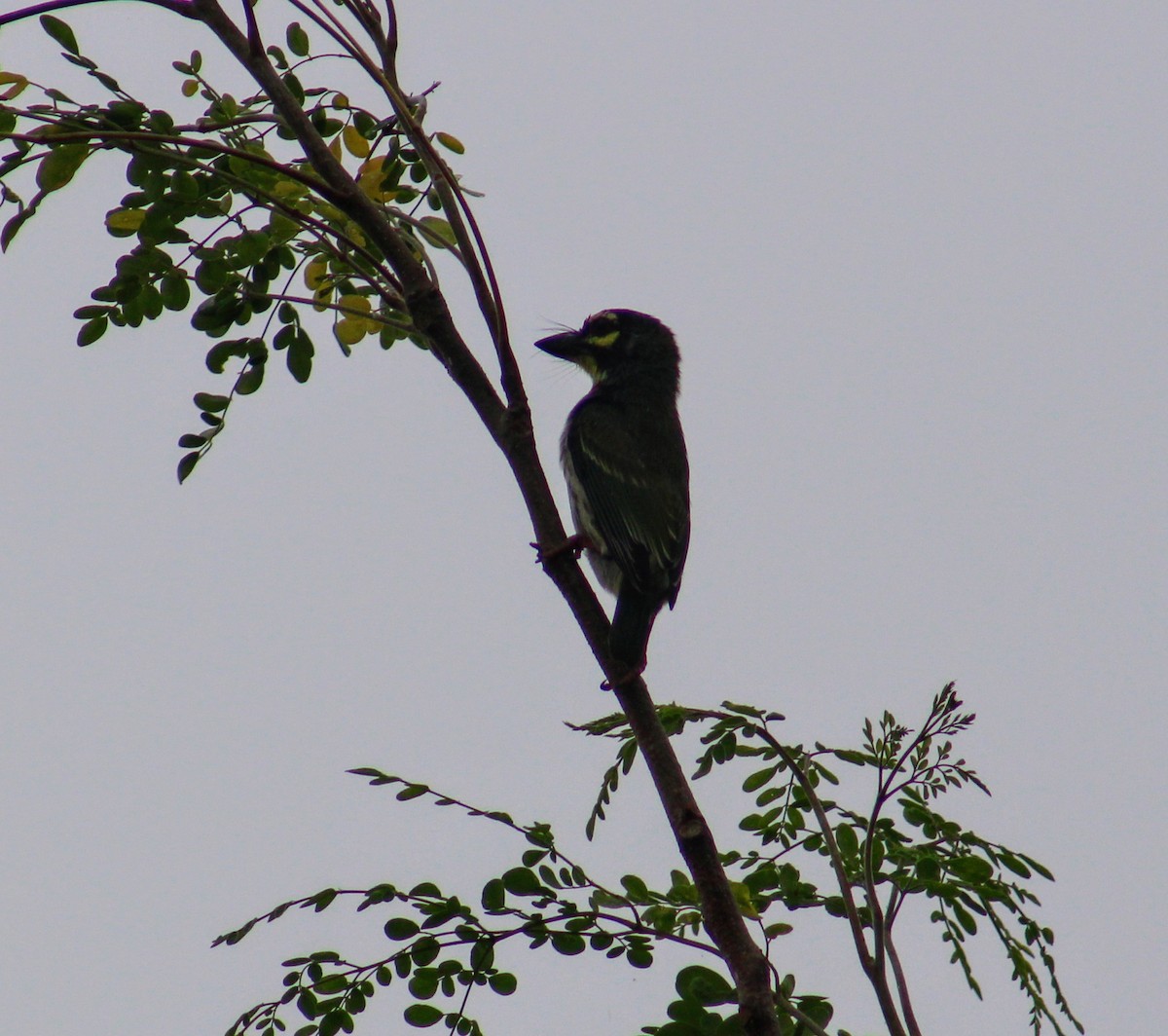 Kupferschmied-Bartvogel - ML641823254