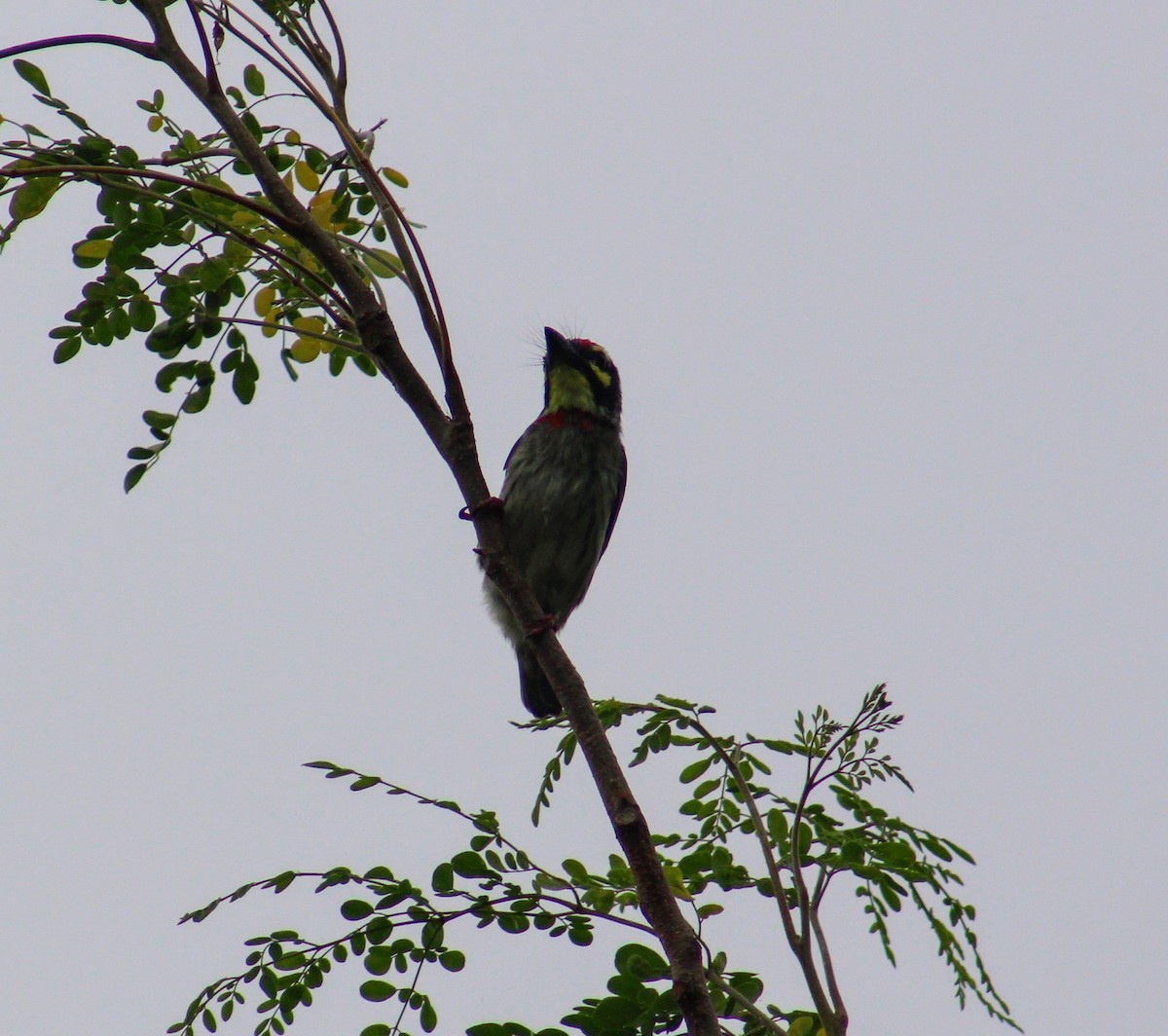 Kupferschmied-Bartvogel - ML641823255