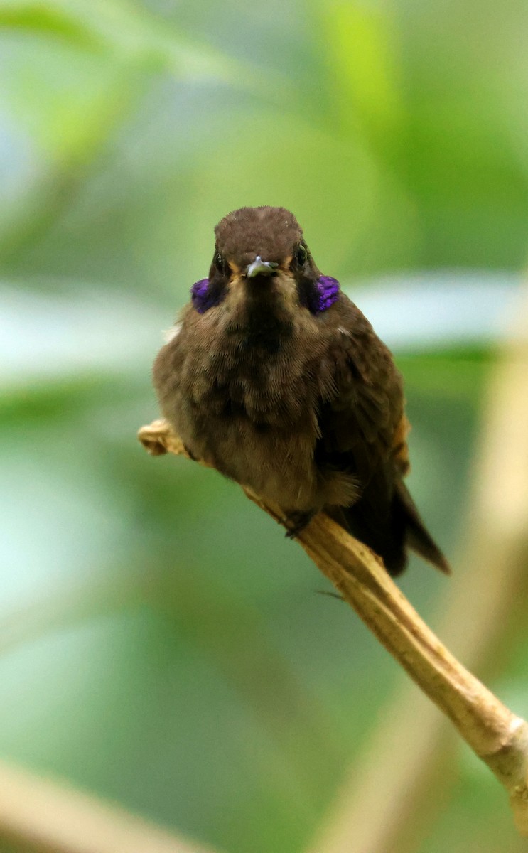 Brown Violetear - ML641823261
