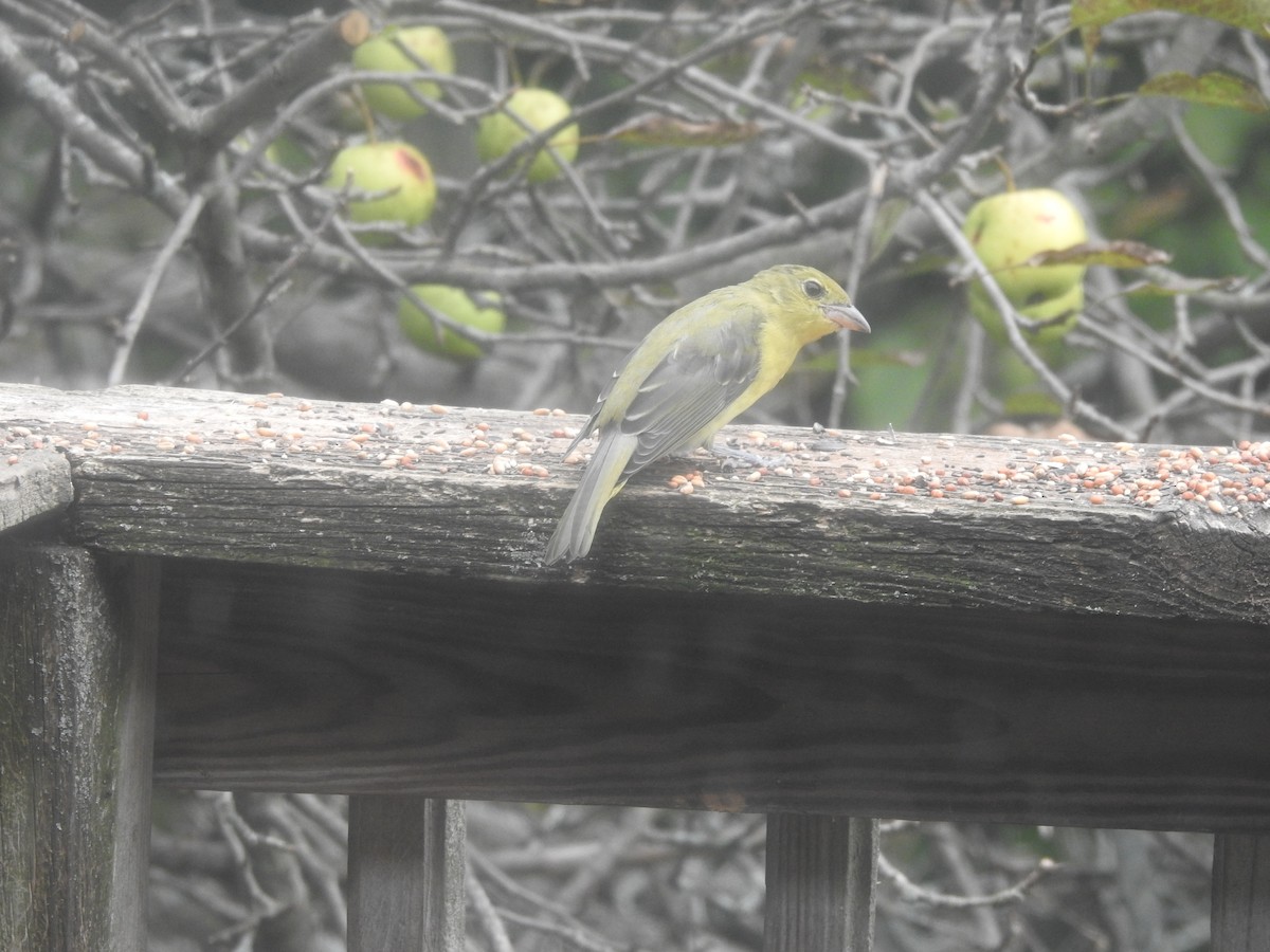 Scarlet Tanager - ML641823285