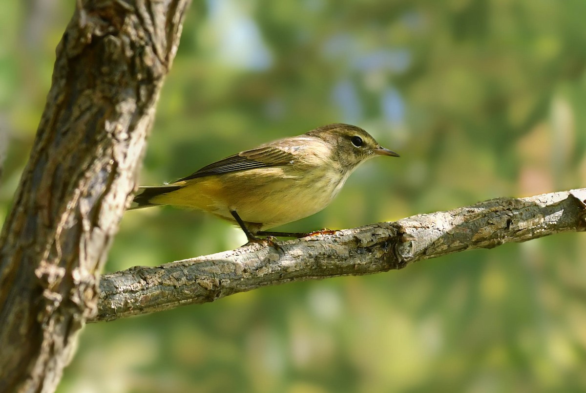 Palm Warbler - ML641823308