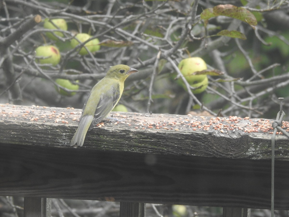 Scarlet Tanager - ML641823342