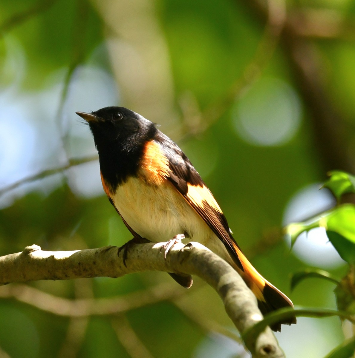 American Redstart - ML641823344