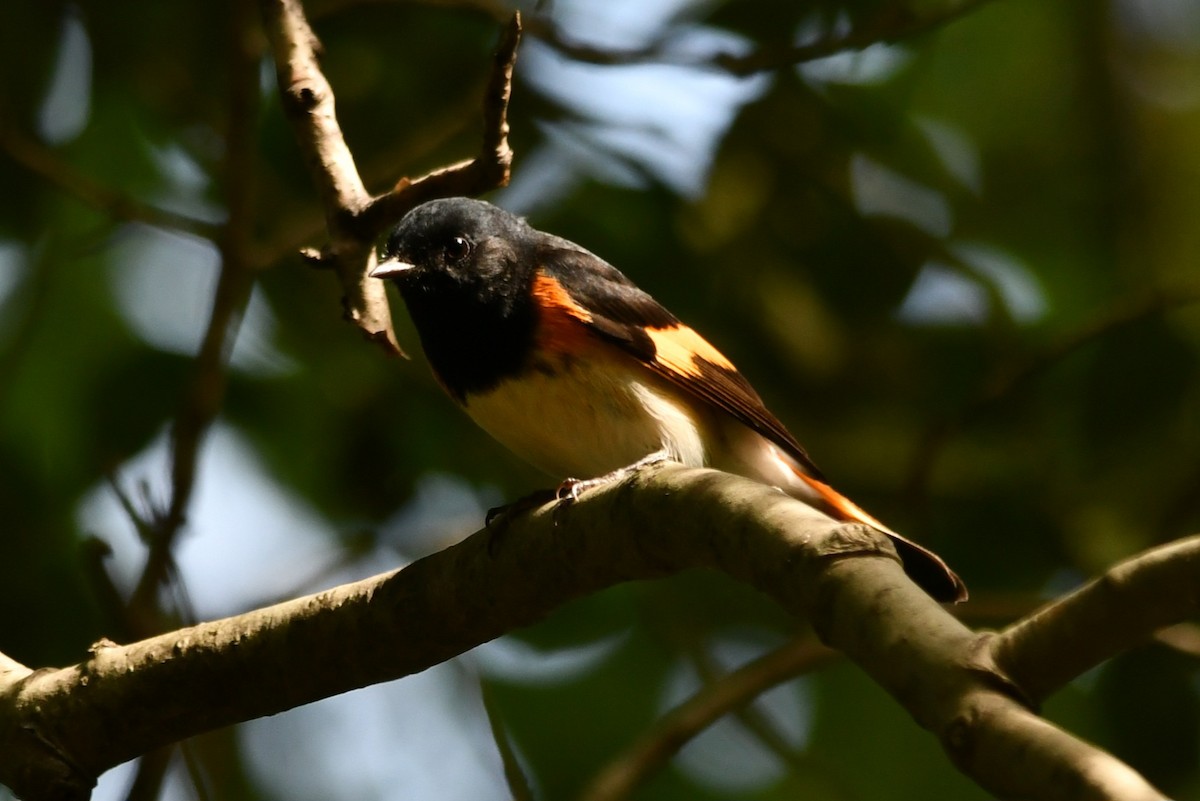 American Redstart - ML641823345