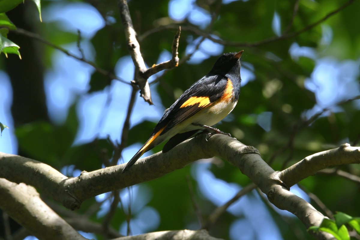 American Redstart - ML641823346