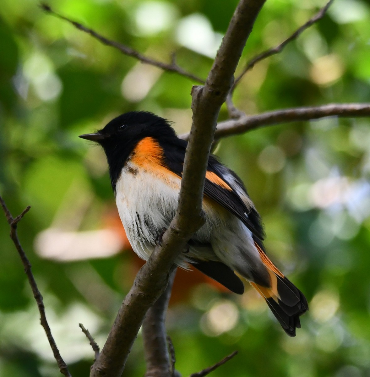 American Redstart - ML641823347
