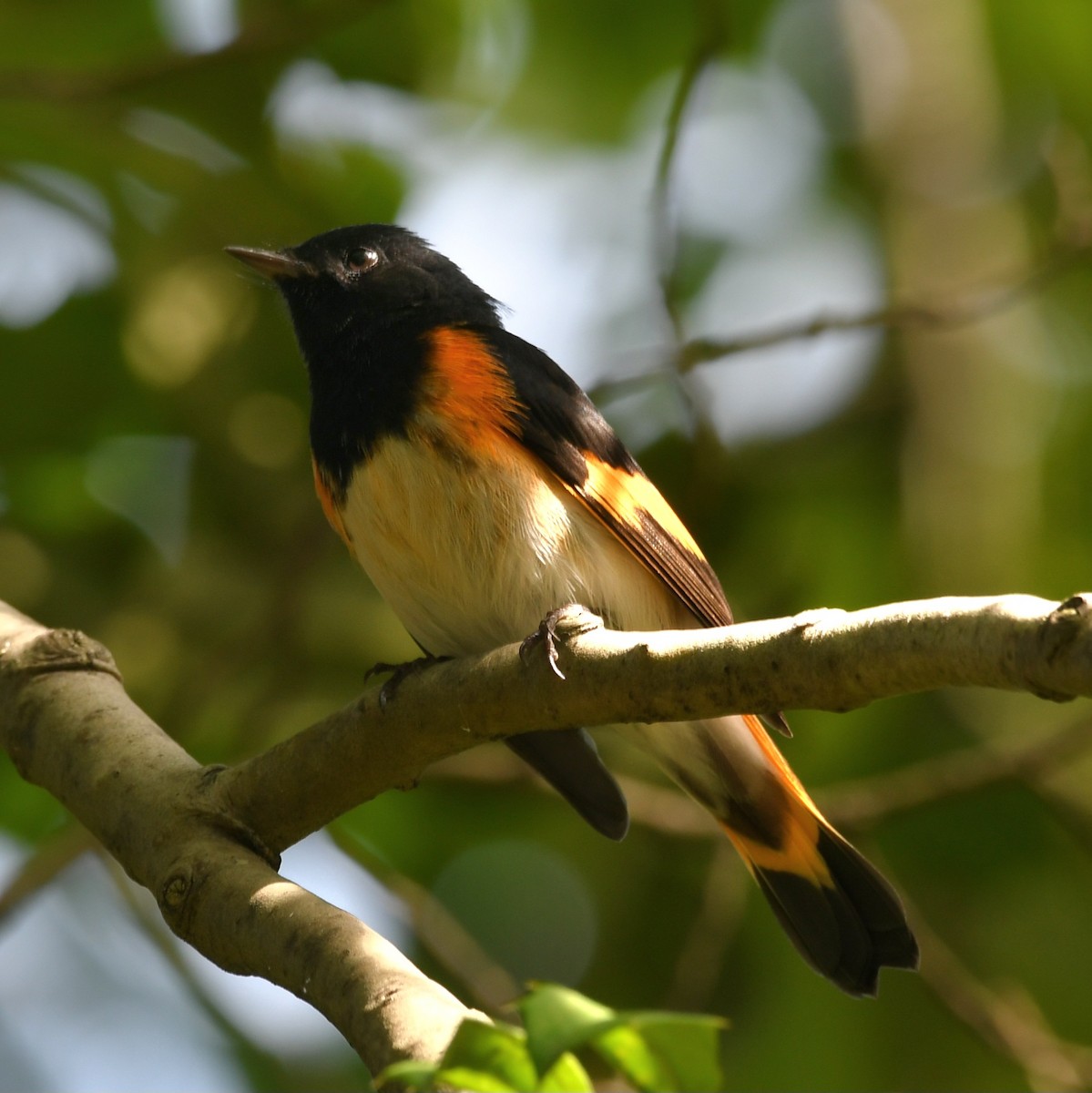 American Redstart - ML641823348
