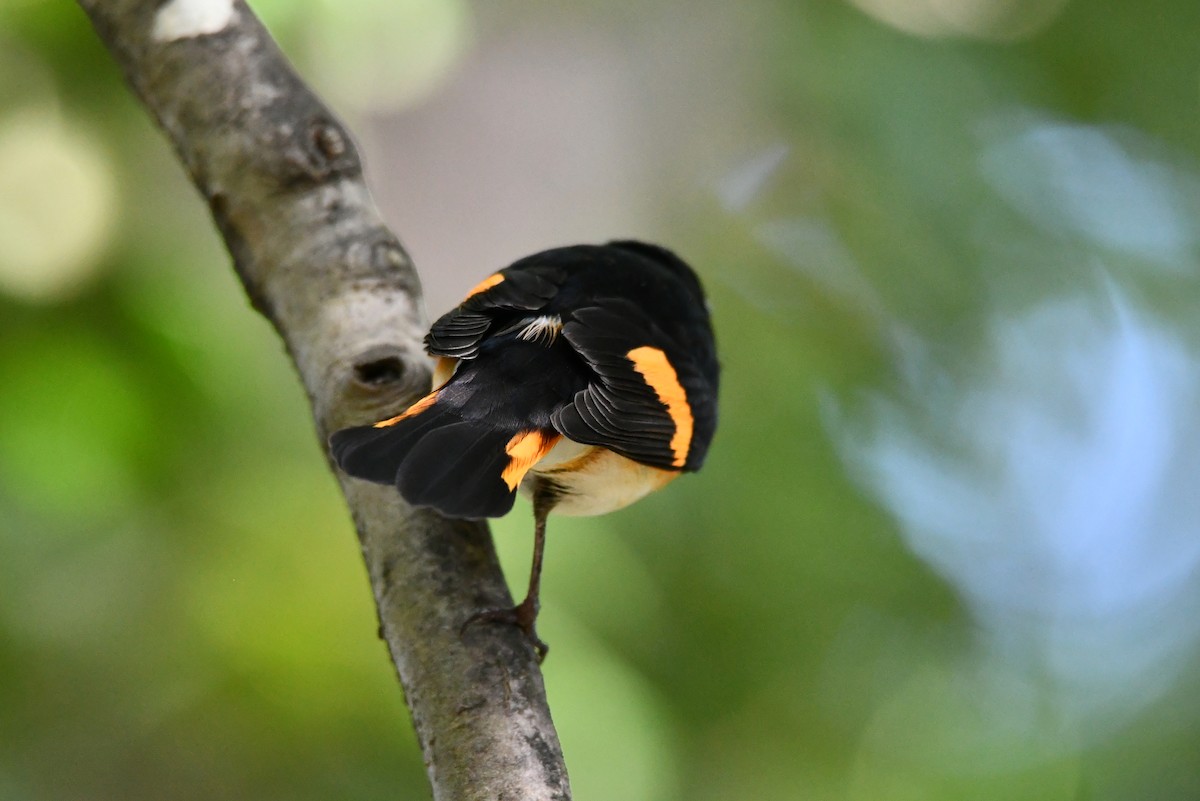 American Redstart - ML641823349