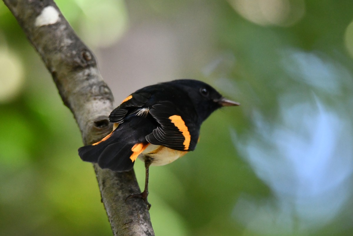 American Redstart - ML641823350