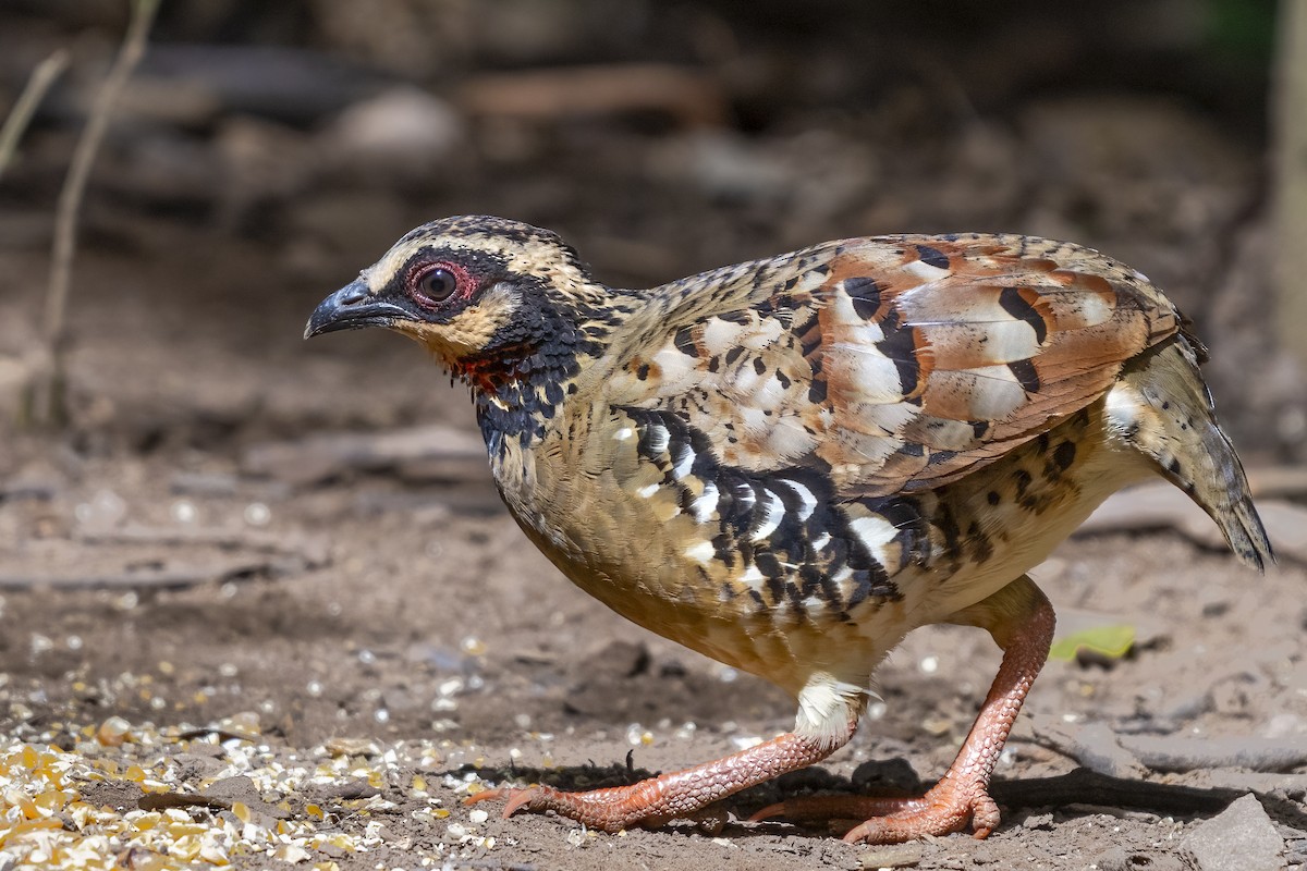 Bar-backed Partridge - ML641823377