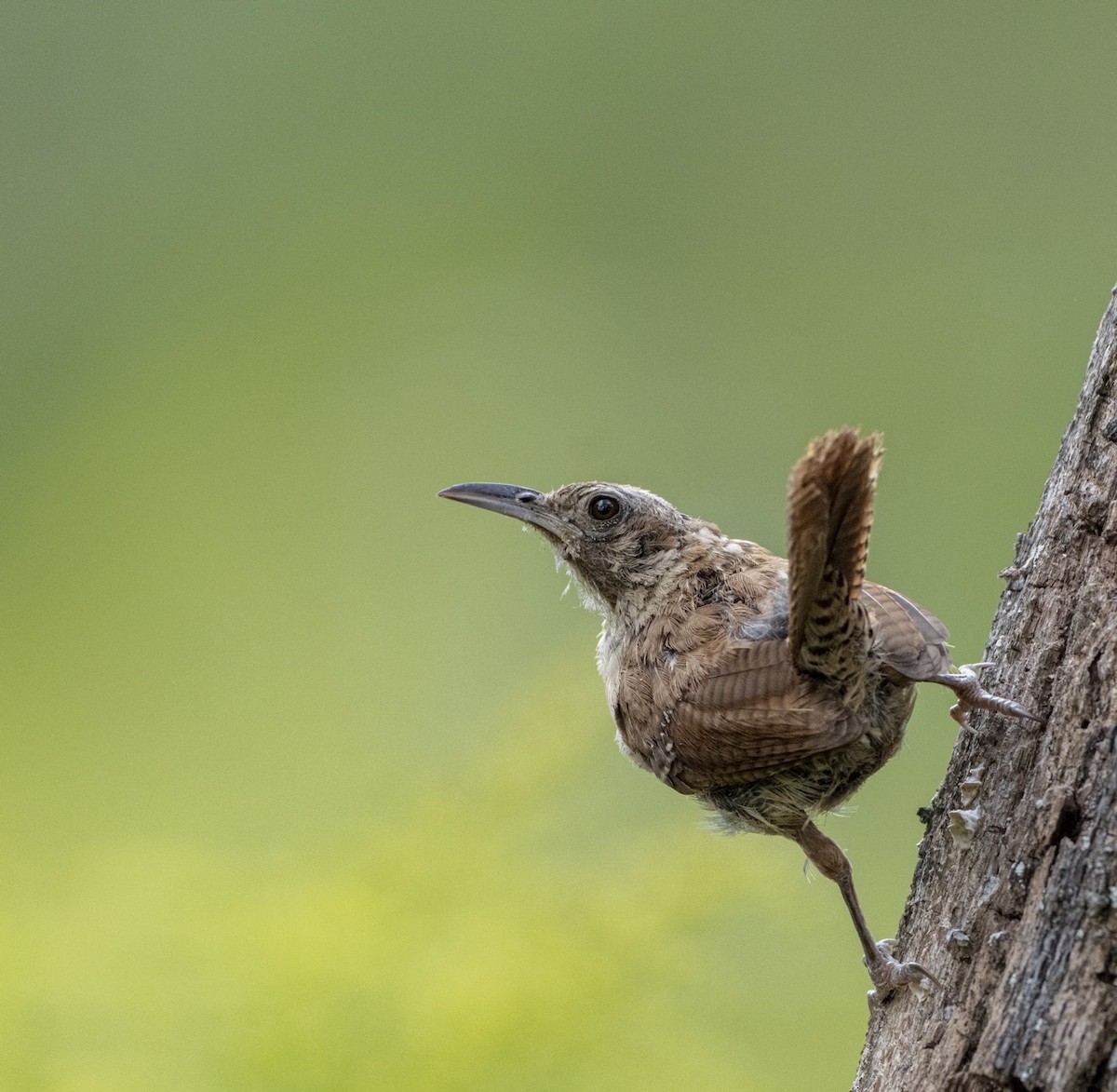 Carolina Wren - ML641823456
