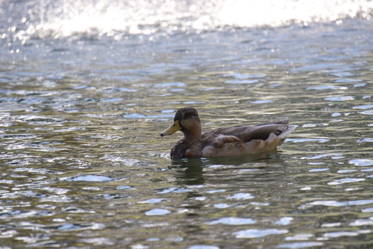 Mallard/Mexican Duck - ML641823461