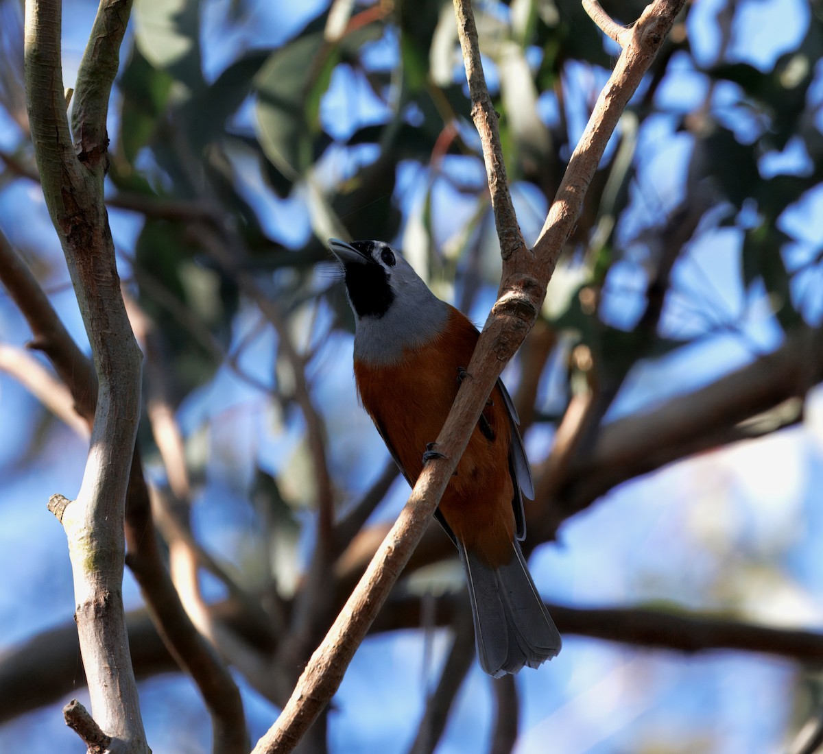 Black-faced Monarch - ML641823470