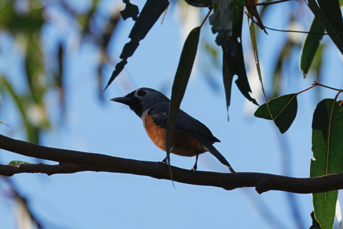 Black-faced Monarch - ML641823472