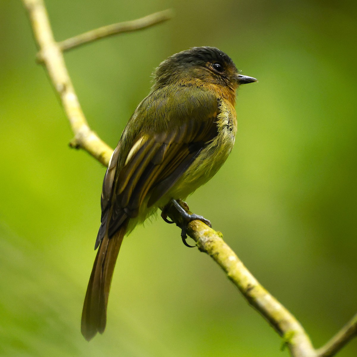 Rufous-breasted Flycatcher - ML641823479
