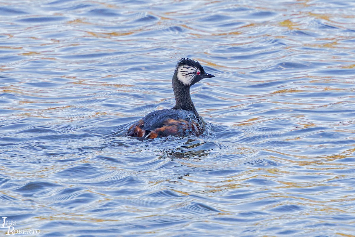 White-tufted Grebe - ML641823515