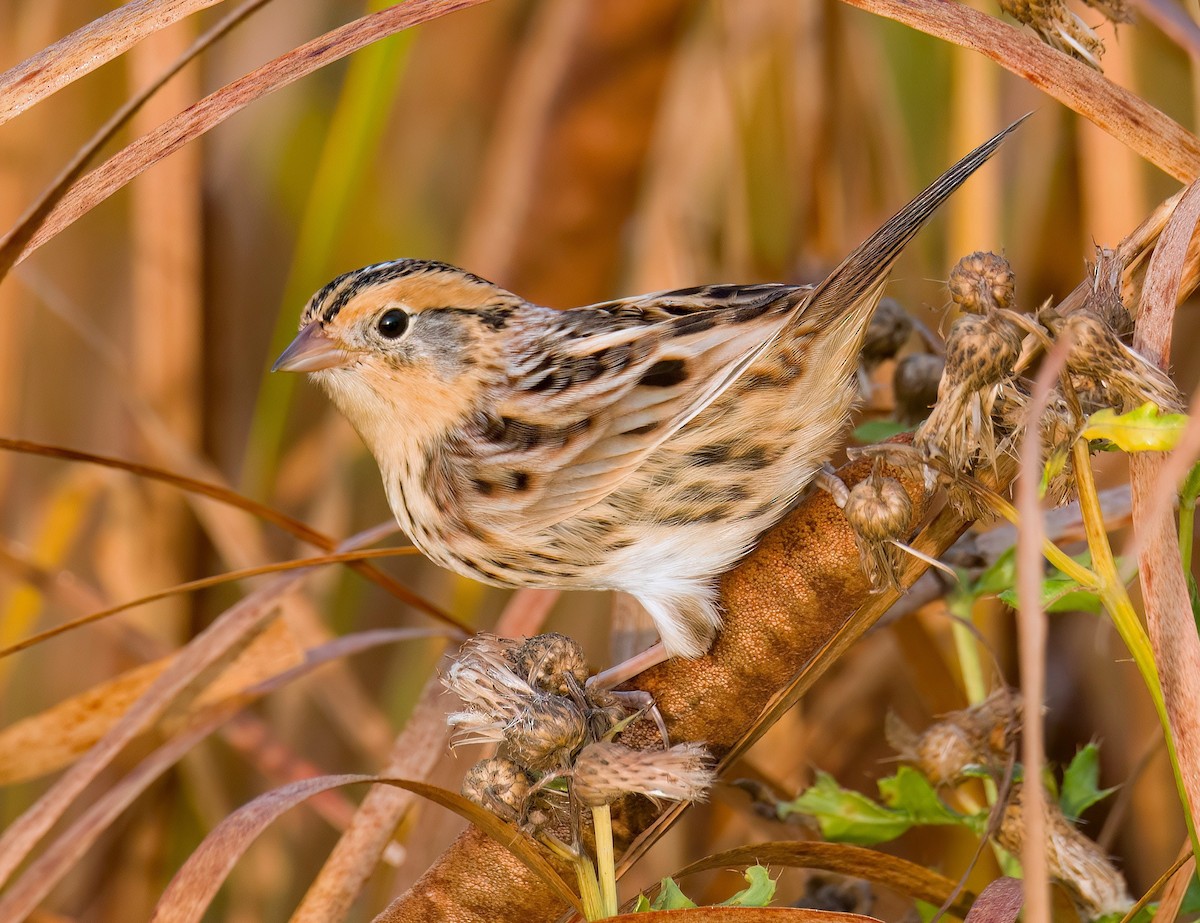 LeConte's Sparrow - ML641823516