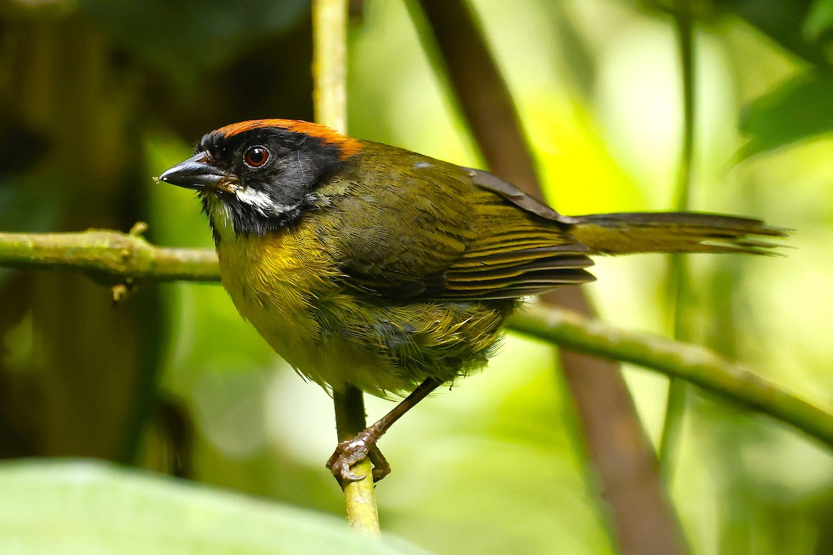 Moustached Brushfinch (Moustached) - ML641823527