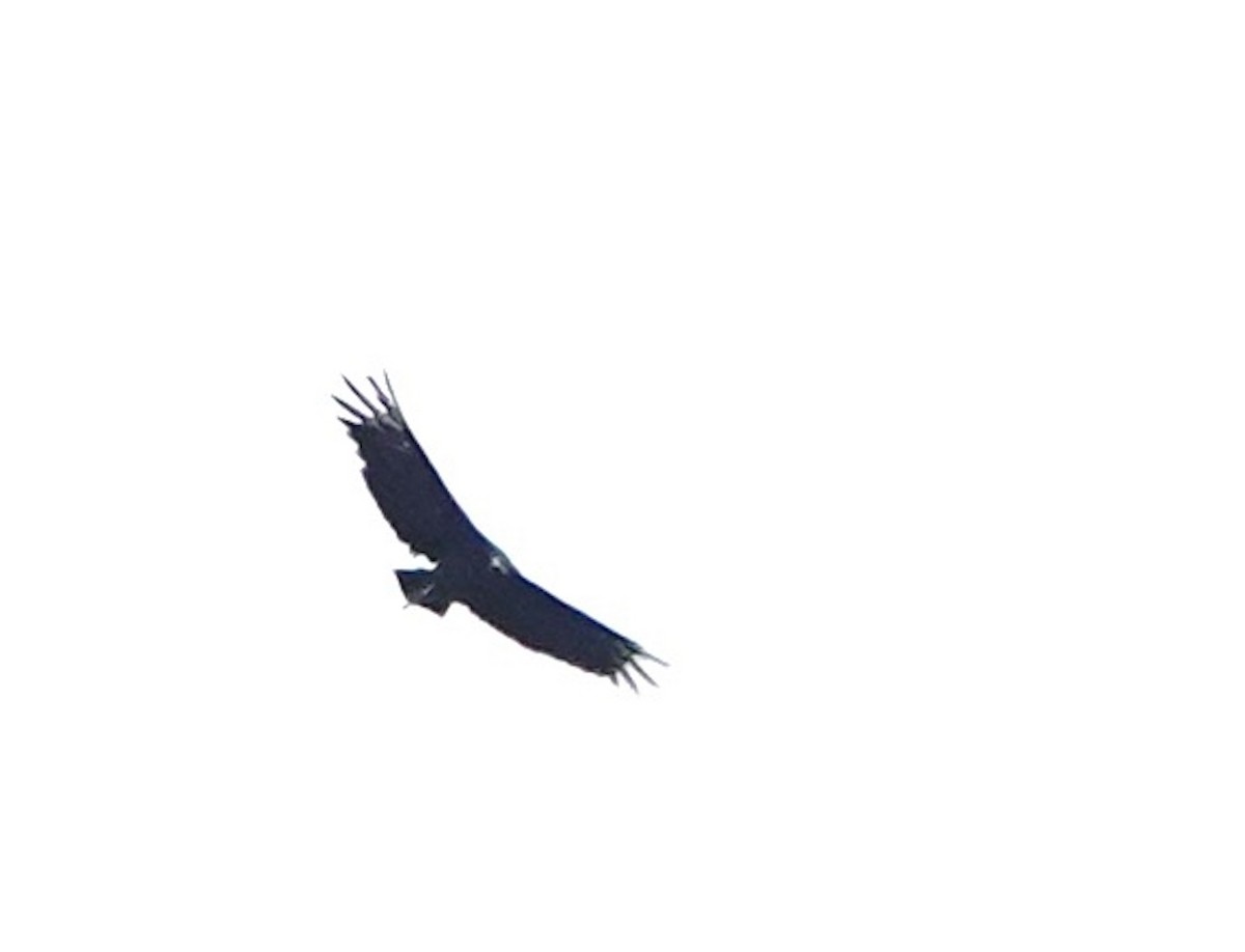 Урубу - ML641823544