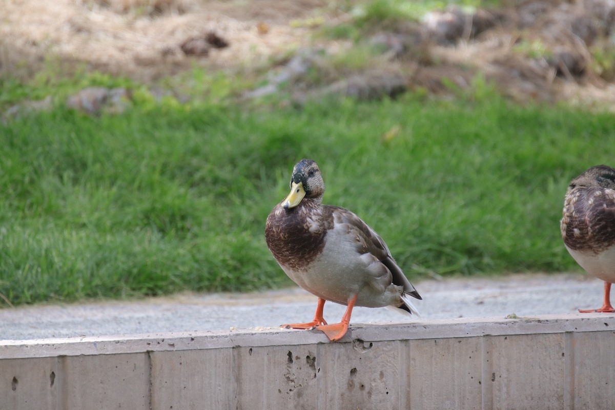 Mallard/Mexican Duck - ML641823546