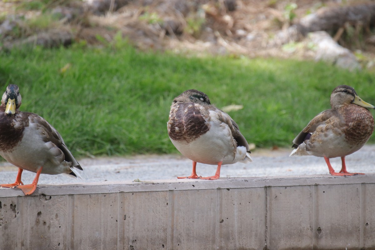 Mallard/Mexican Duck - ML641823550