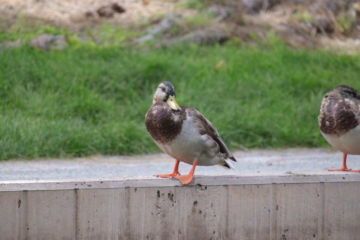 Mallard/Mexican Duck - ML641823556