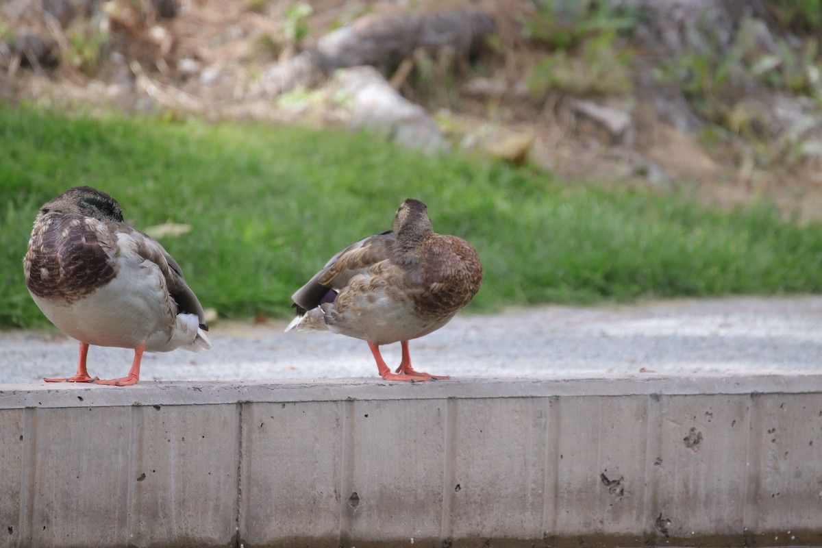 Mallard/Mexican Duck - ML641823560