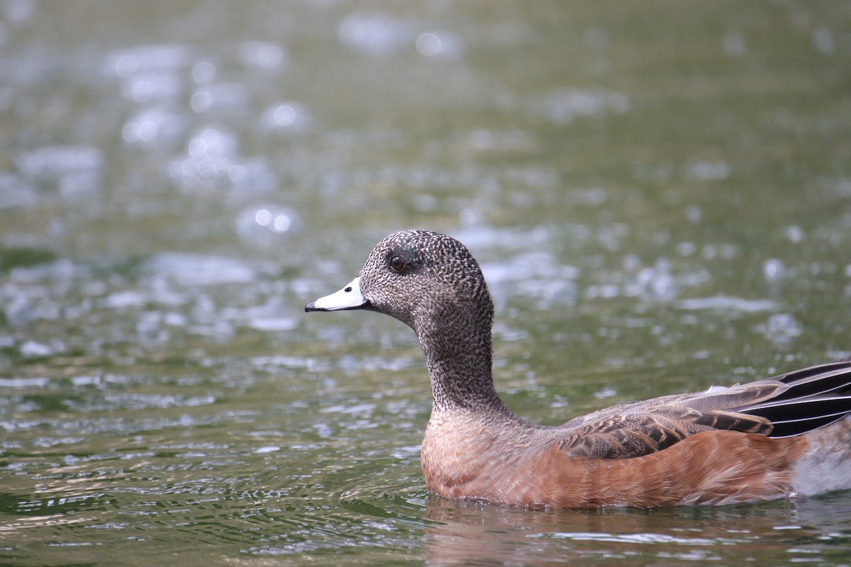Canard d'Amérique - ML641823562
